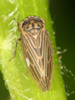 Agallia quadripunctata BugGuide58410.jpg