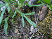 Ajuga chamaepitys JuliaKruse 4.JPG