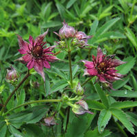 BEQ PD Potentilla palustris.jpg