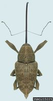 Curculio caryae IPM5205005.jpg