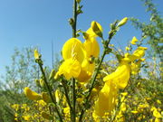 Cytisus scoparius 001.jpg