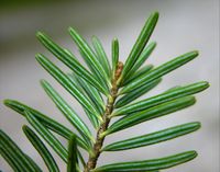 Abies alba Mill. – Photo: Andrea Moro 2004, Dryades TSB13448.jpg