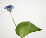 Commelina virginica L.