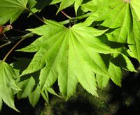 Acer shirasawanum f. aureum (Siesmayer) Delendick – Photo: Andrea Moro 2007, Dryades TSB46474.jpg