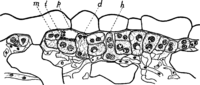 Hyalopsora Aspidiotus (Pk.) Magn. Abb0025 (Gäumann 1959, Rostpilze Mitteleuropas).png