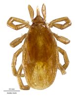 Ixodes muris DigCommons.jpg