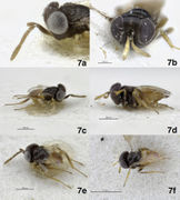 Journal of hymenoptera research-54-e10457-g007.jpg