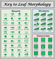 Leaf morphology.png