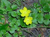 Lysimachia nummularia kz.jpg