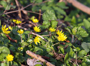 Ranunculus ficaria LC0016.jpg