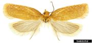 Acleris minuta IPM5482252.jpg