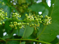 Ailanthus altissima 003.JPG