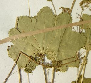 Alchemilla glabra herbarium (03).jpg