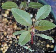 Amaranthus powellii IPM5438071.jpg