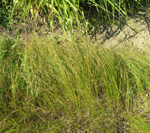 Carex brizoides (10).jpg