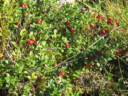 Cowberries, Sweden.jpg