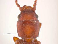 Cryptolestes ferrugineus PaDIL135832l.jpg