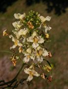 Catalpa bignonioides Walter