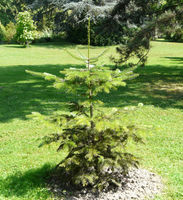 Abies nordmanniana subsp. equi-trojani (Asch. & Sint. ex Boiss.) Coode & Cullen – Photo: Andrea Moro 2008, Dryades TSB56512.jpg