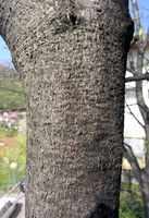 Acer pseudoplatanus L. – Photo: Andrea Moro, Dryades TSB63226.jpg