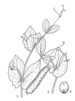 Linedrawing Pisum sativum bis.gif