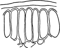 Melampsora euphorbiae (Schub.) Cast. Abb0158b (Gäumann 1959, Rostpilze Mitteleuropas).png