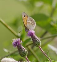 2015.07.15.-06-Erlichsee Oberhausen-Rheinhausen--Kleines Wiesenvoegelchen.jpg