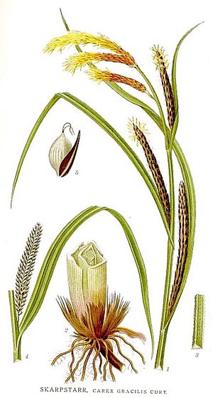 440 Carex gracilis.jpg