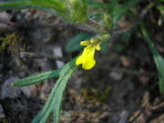 Ajuga chamaepitys JuliaKruse 1.JPG