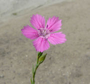 Dianthus deltoides subsp. deltoides L.