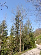 Pale silhouette of Quercus rubra L. (photo Andrea Moro 2010)