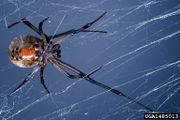 Latrodectus geometricus IPM1485013.jpg