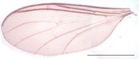 Leptosciarella defecta Wing KH7469.jpg