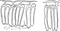 Melampsora euphorbiae Gerardianae W. Müller. Abb0162 (Gäumann 1959, Rostpilze Mitteleuropas).png