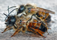 Osmia rufa couple (aka).jpg