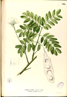 Albizia lebbek Blanco2.316-original.png