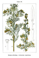 Artemisia maritima Sturm36.jpg