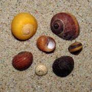 Schnecken: Stumpfe Strandschnecken