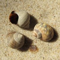 BEQ3E SC Rauhe Strandschnecke.jpg