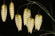 Spikelets of Briza maxima L. (photo Daniele Camprini 2013)