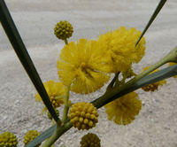 Acacia pycnantha Benth. – Photo: Andrea Moro 2008, Dryades TSB52617.jpg