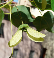 Acer buergerianum Miq. – Photo: Andrea Moro 2008, Dryades TSB59290.jpg