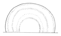 Polyporales-pileus-shape-semicircular.png