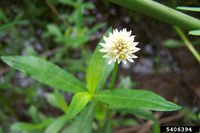 Alternanthera philoxeroides IPM5406394.jpg