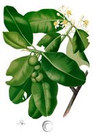 Calophyllum inophyllum Blanco2.256-cropped.jpg