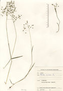 Herbarium sheet of Briza minor L. (photo Dryades project)