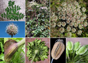 Morphological summary of Angelica sylvestris L. subsp. sylvestris