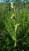 Habit of Ophrys apifera Huds. (photo Andrea Moro 2004)