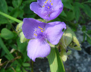 Tradescantia virginiana L.