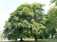 Acer cappadocicum subsp. lobelii (Ten.) A.E.Murray – Photo: Andrea Moro 2008, Dryades TSB56874.jpg